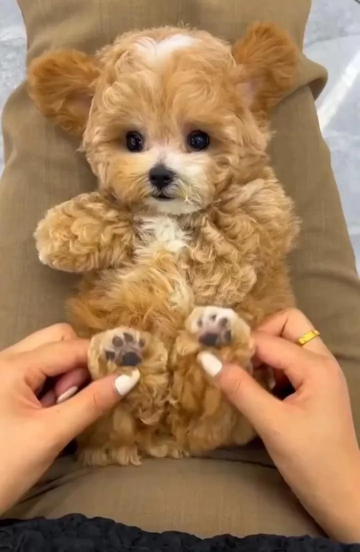 What is exactly Nicco Robot Puppy